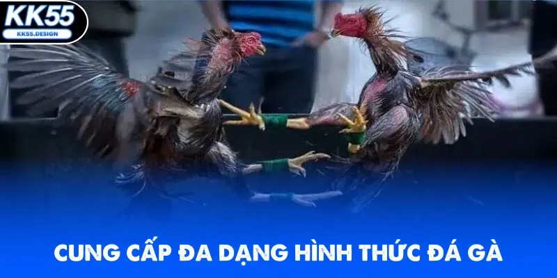 KK55 cung cấp đa dạng hình thức đá gà Thomo cực hot