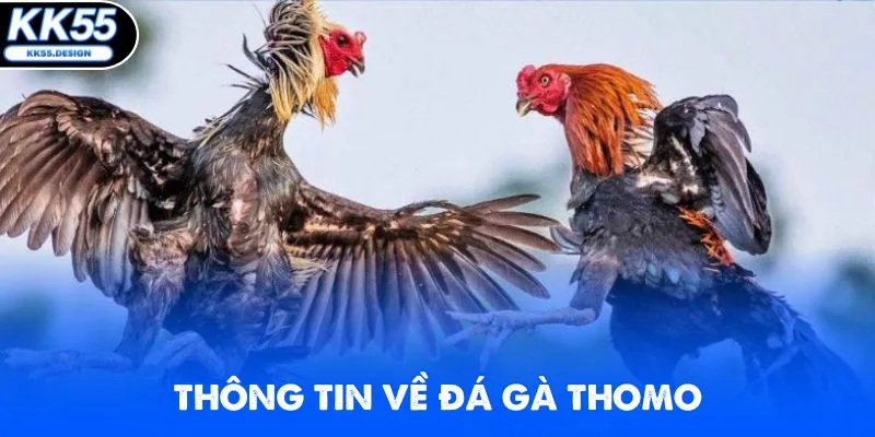 Thông tin giới thiệu hình thức chọi gà Thomo cực hot